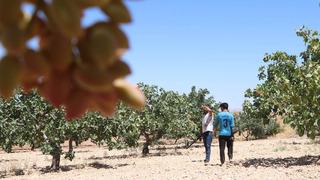 Önceden böyle bir meslek yoktu! Günlük 1000 TL'ye başında nöbet tutuyorlar 'Buna rağmen bekçi bulmakta zorlanıyoruz' 