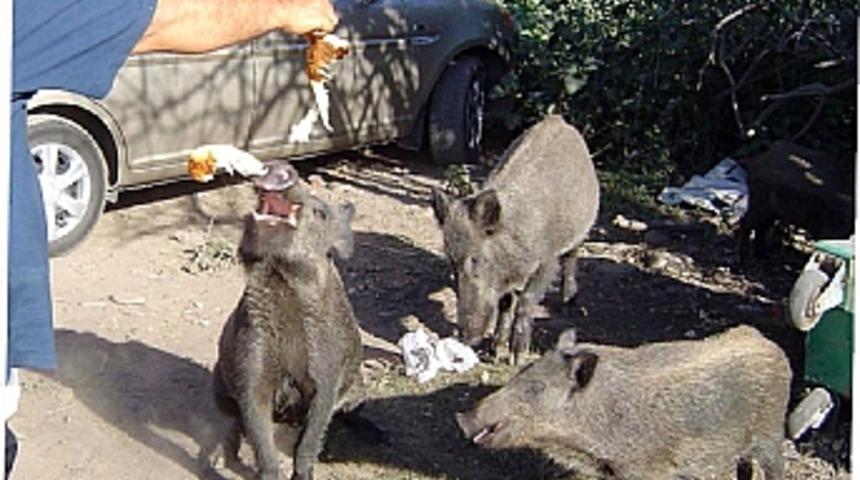 Milli Park'taki domuzları g&ouml;revliler elleriyle besliyor