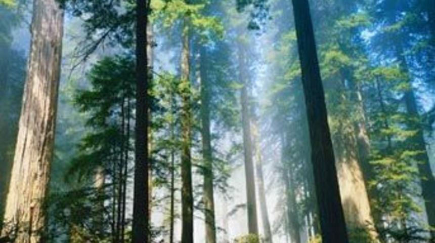 Bursa'da orman alanlarına giriş yasağı