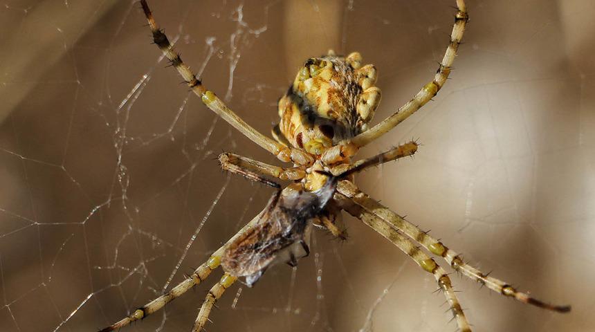 Dünyada nadir görülüyor! O ilde görüntülendi... 'Oldukça ihtişamlı'
