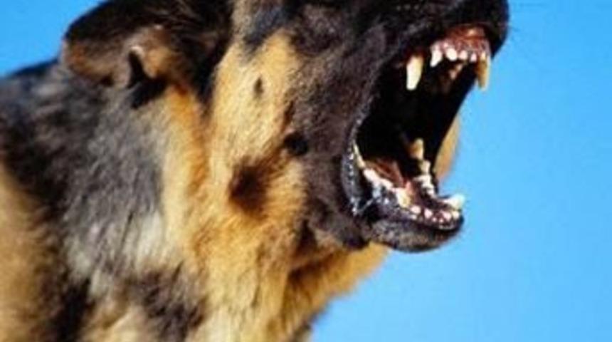 K&ouml;pekler bebeği par&ccedil;aladılar