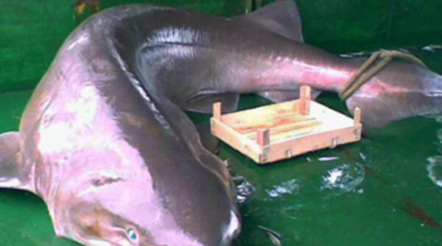 Marmara'da 5 metrelik k&ouml;pek balığı