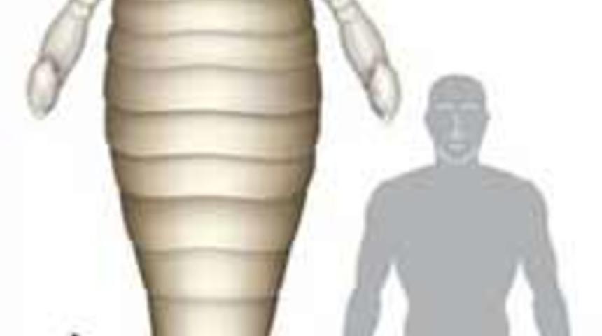 İnsandan b&uuml;y&uuml;k deniz akrebi fosili bulundu