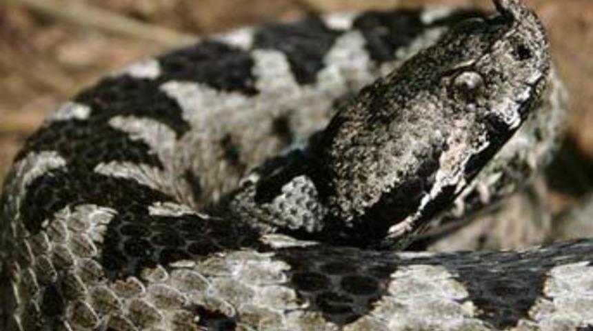 İstanbul'da canlı engerek yılanı bulundu