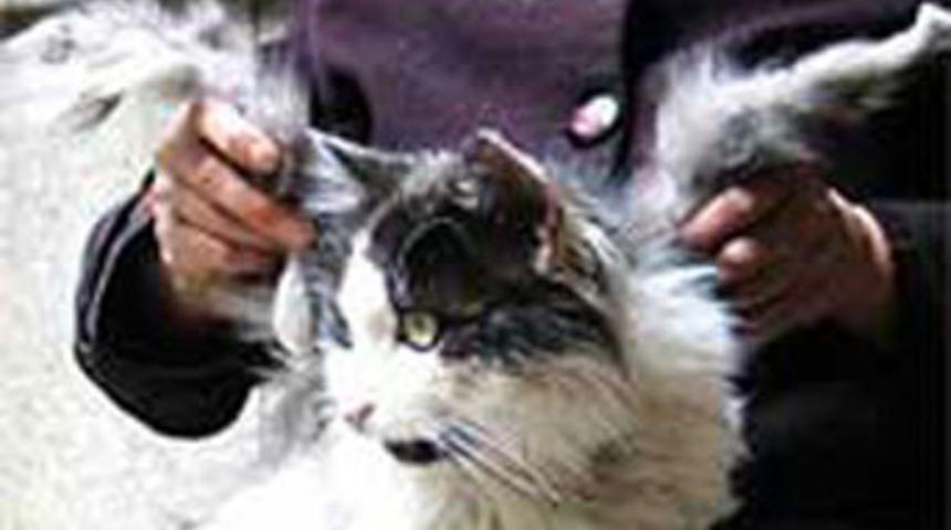 İşte kanatlı kedi!