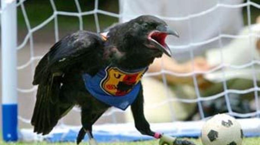 Futbol ve hayvanlar!