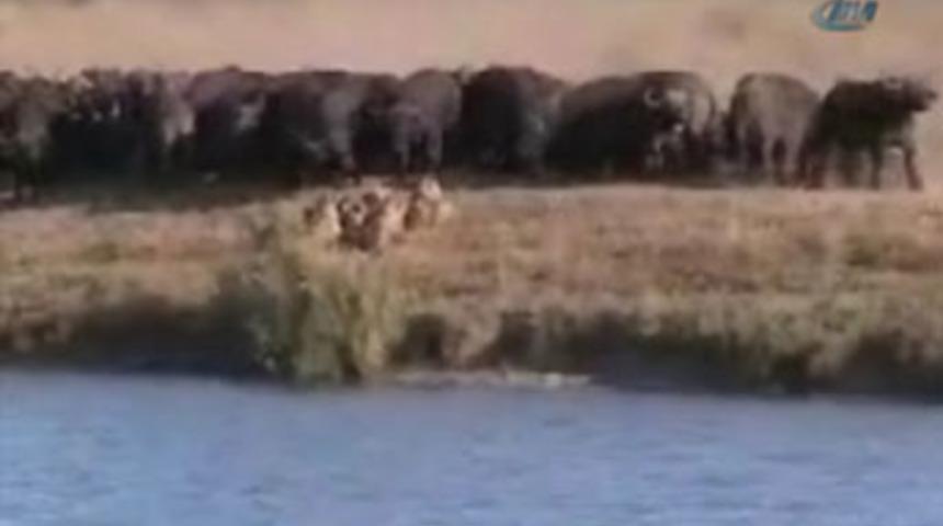 Bufalo s&uuml;r&uuml;s&uuml; vahşi aslanları b&ouml;yle ka&ccedil;ırdı!