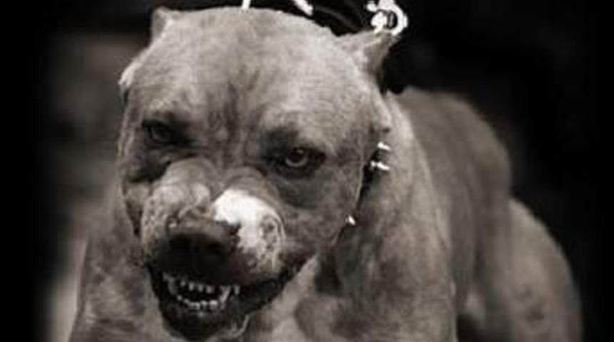 New York'ta pit bull dehşeti