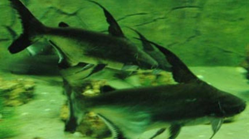 T&uuml;rkiye'nin en b&uuml;y&uuml;k akvaryumu