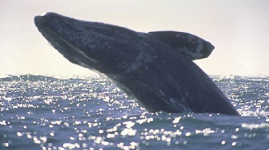 5 bin yıllık balina fosili bulundu
