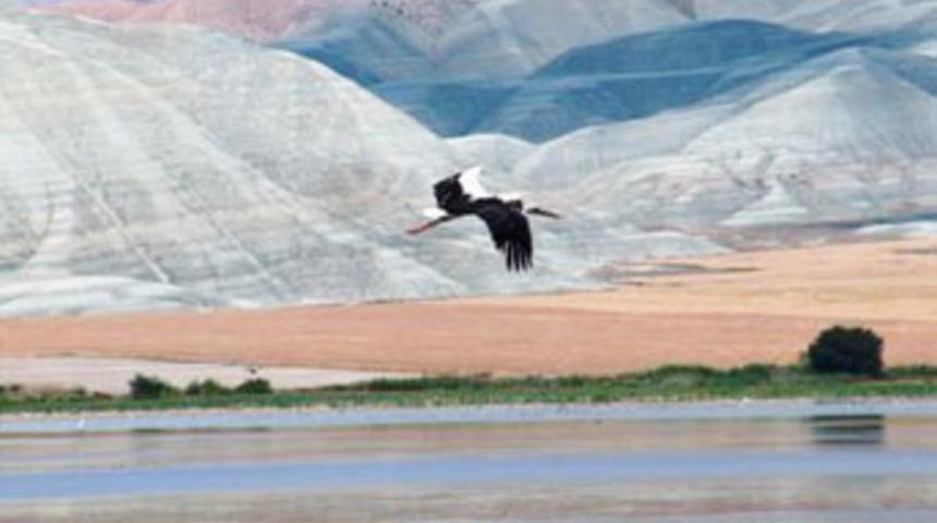 Sıvacıkuşları, baştankaraların dilini &ouml;ğrenmiş