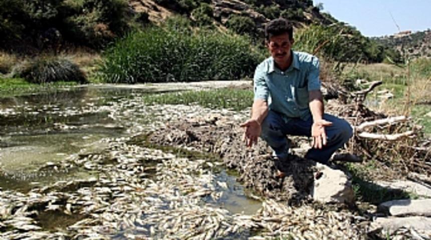 Gediz &Ccedil;ayı'nda toplu balık &ouml;l&uuml;m&uuml;