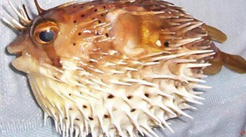 Kirpi balığı yiyen doktor hayatını kaybetti