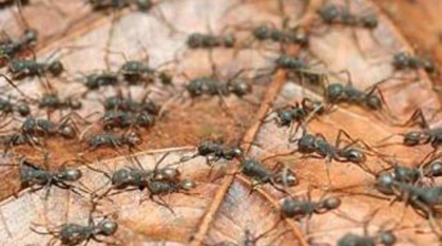 Karıncanın zekası şaşırtıyor