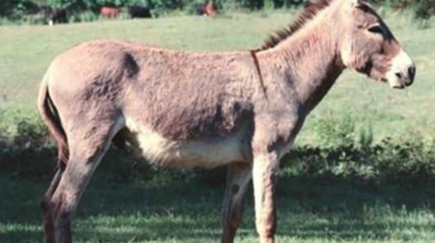 Davalı eşek mahkemeye &ccedil;ıkarıldı