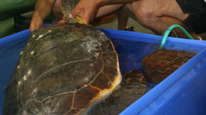 Yaralı  caretta caretta  bulundu