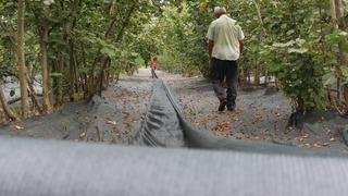 Karadeniz zekası! Öyle bir yöntem buldular ki... Balık gibi avlıyorlar