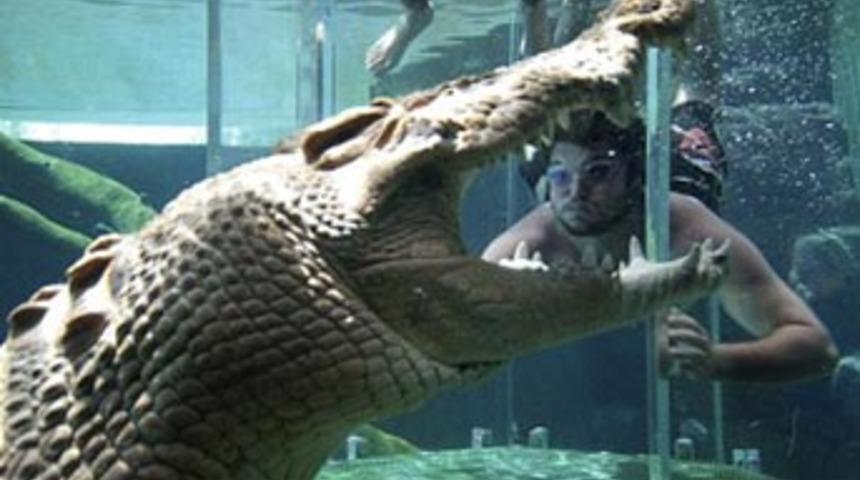 Timsahla burun buruna