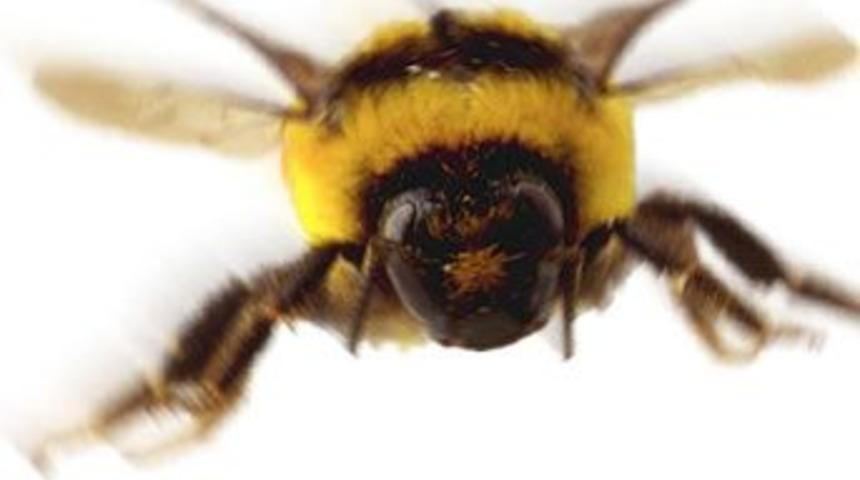 Arılar yok olursa insanlık da yok olur