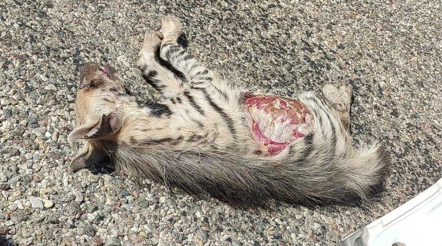 Nesli tehlike altındaki çizgili sırtlana araç çarptı