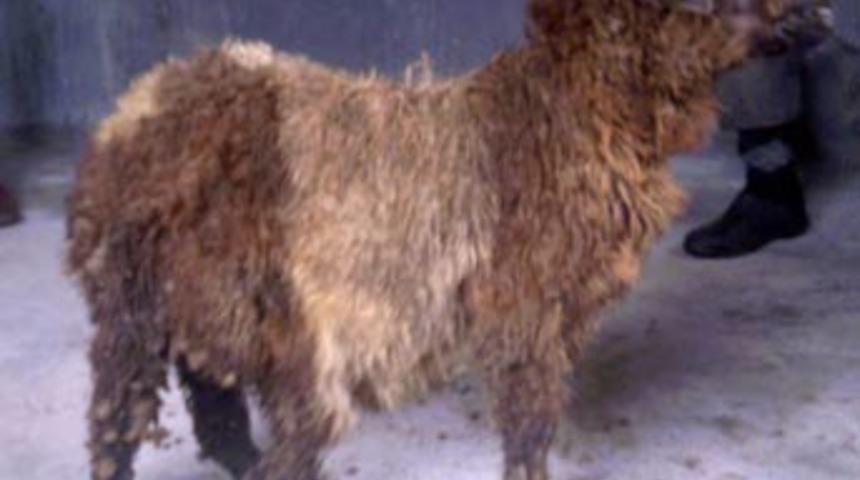 Batman'da 5 ayaklı kuzu g&ouml;renleri şaşırtıyor