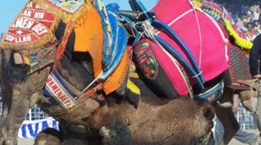 Deve g&uuml;reşi bahane davul şahane