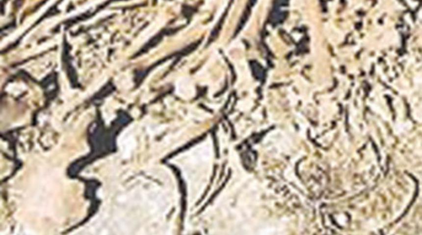 Tarlada esrarengiz kemikler