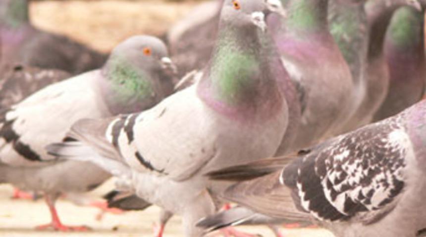 G&uuml;vercinler uzaktan kumandayla y&ouml;nlendirildi