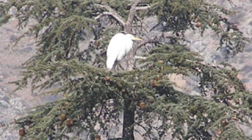 &Ccedil;i&ccedil;ekler a&ccedil;tı, leylekler geri d&ouml;nd&uuml;