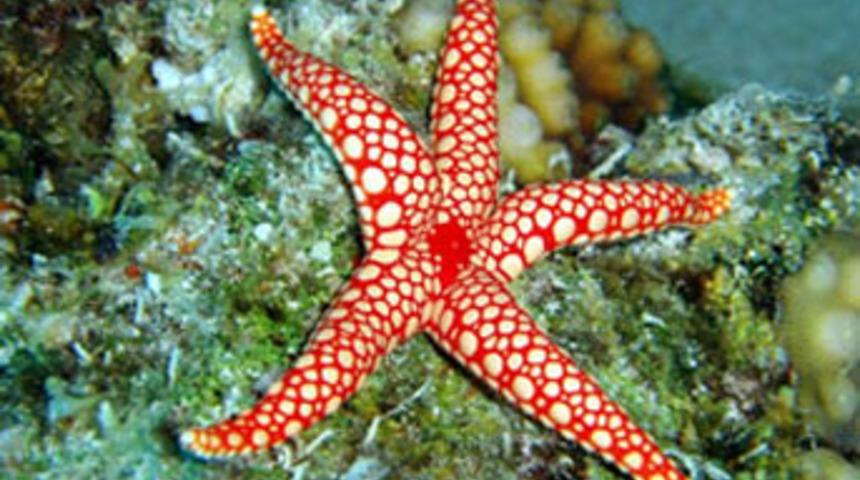 Antarktika'da egzotik yaratıklar g&ouml;r&uuml;lmeye başlandı