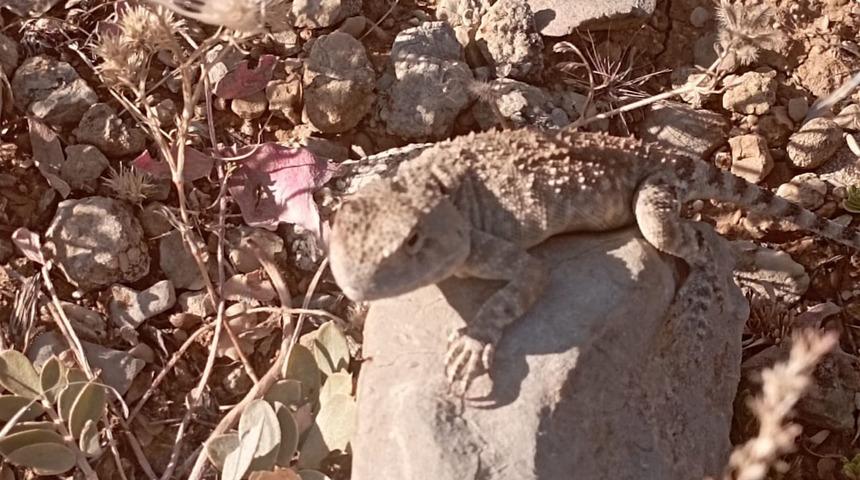 Rahatsız etmemek için sadece birkaç fotoğrafını çekti! O ilde bu sene ilk kez kayıt altına alındı