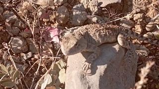 Rahatsız etmemek için sadece birkaç fotoğrafını çekti! O ilde bu sene ilk kez kayıt altına alındı