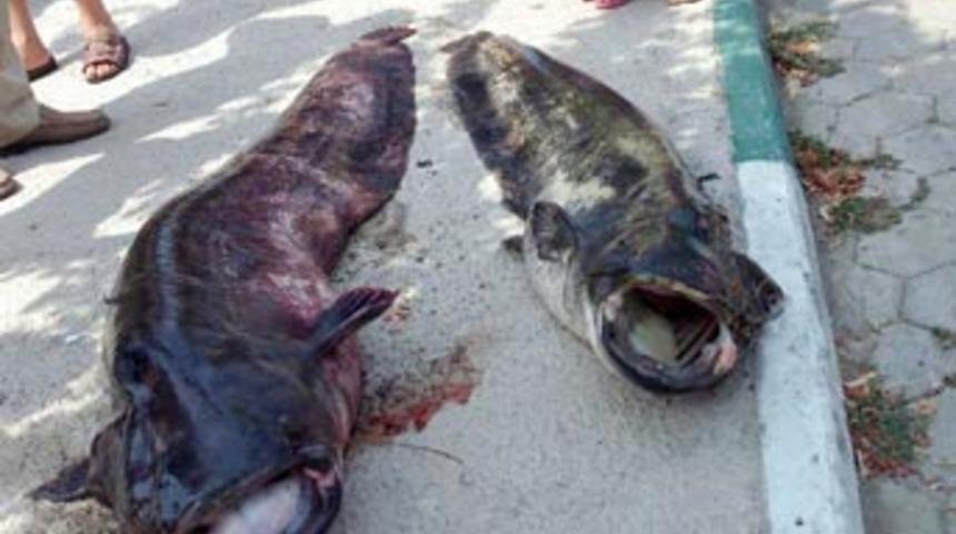 İznik'te 110 kiloluk yayın balığı