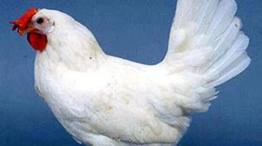 Kuş gribinin insandan insana ge&ccedil;tiği doğrulandı