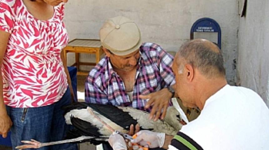 Yavru leylek Petri, yaşam m&uuml;cadelesini kaybetti