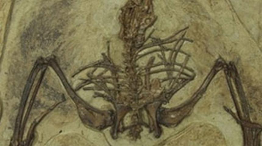 U&ccedil;an dinozorlar &ccedil;ift kanatlı u&ccedil;aklar gibi u&ccedil;muş