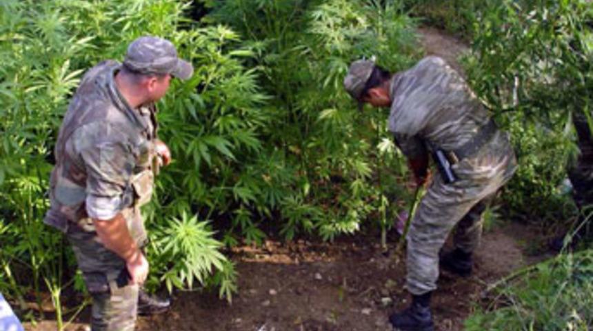 Bursa'da kenevir operasyonu
