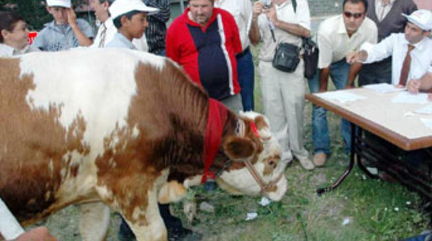 Gece yarısı 'dana' operasyonu