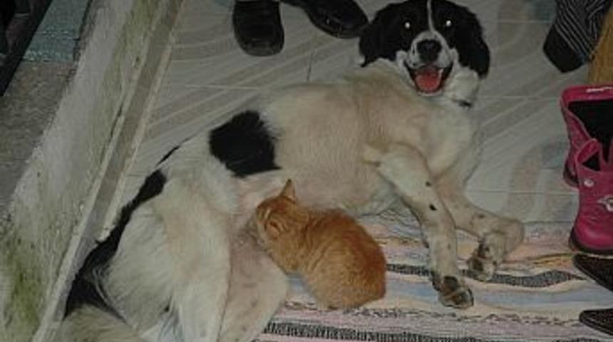 Fethiye'de kedi ve k&ouml;peğin &ouml;rnek dostluğu
