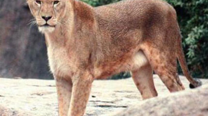 Sirk kaplanı, 6 yaşındaki &ccedil;ocuğu &ouml;ld&uuml;rd&uuml;