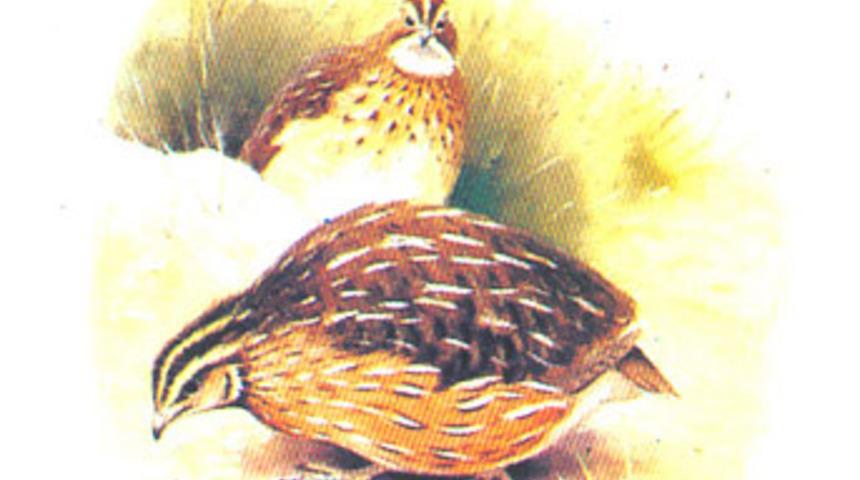 Bıldırcın yumurtası ila&ccedil; gibi