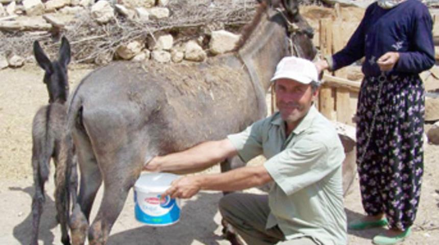 Eşek s&uuml;t&uuml; i&ccedil;erek şifa arıyorlar