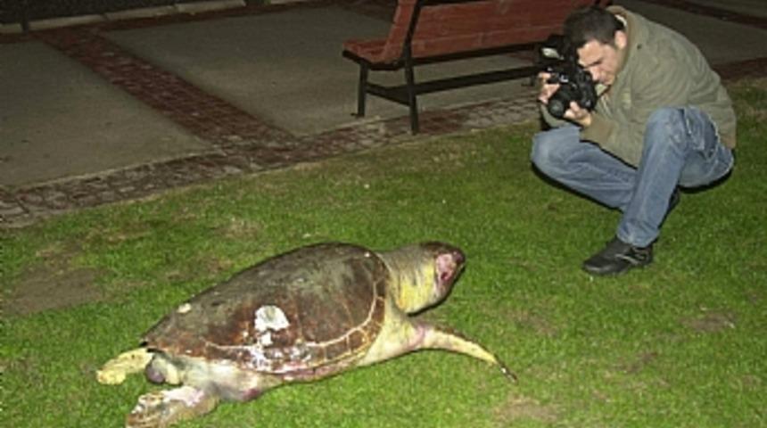 İzmir'de &ouml;l&uuml; Caretta caretta