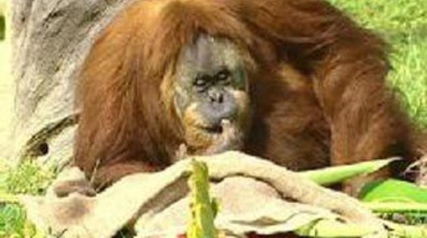 D&uuml;nyanın en yaşlı orangutanı Nonja &ouml;ld&uuml;