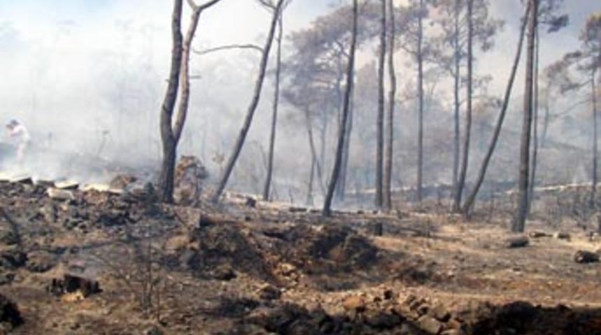 Doktora tezi i&ccedil;in orman yaktılar