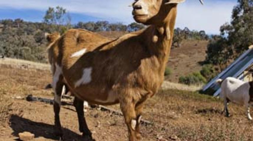 10 bin euro yiyen ke&ccedil;i ameliyat edildi