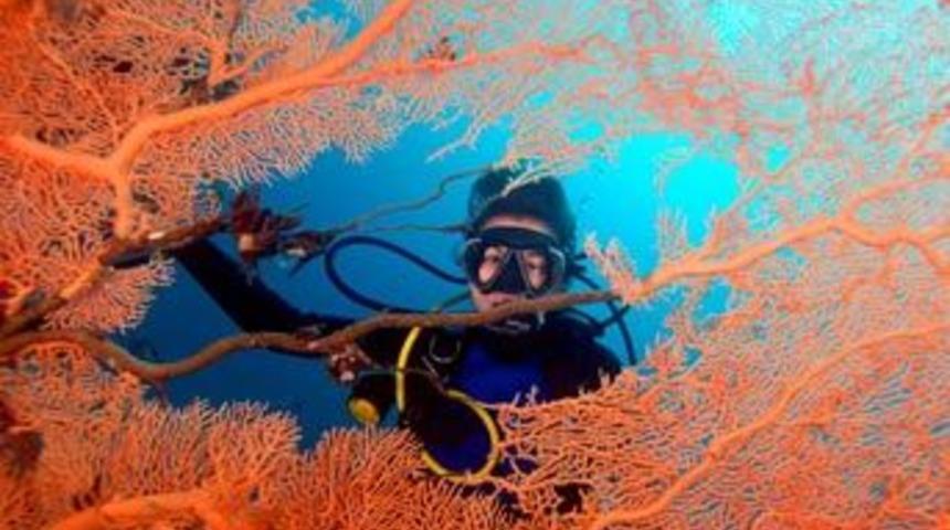 Kızıldeniz'den muhteşem kareler