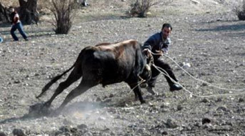 Danalar ka&ccedil;tı, vatandaş kovaladı