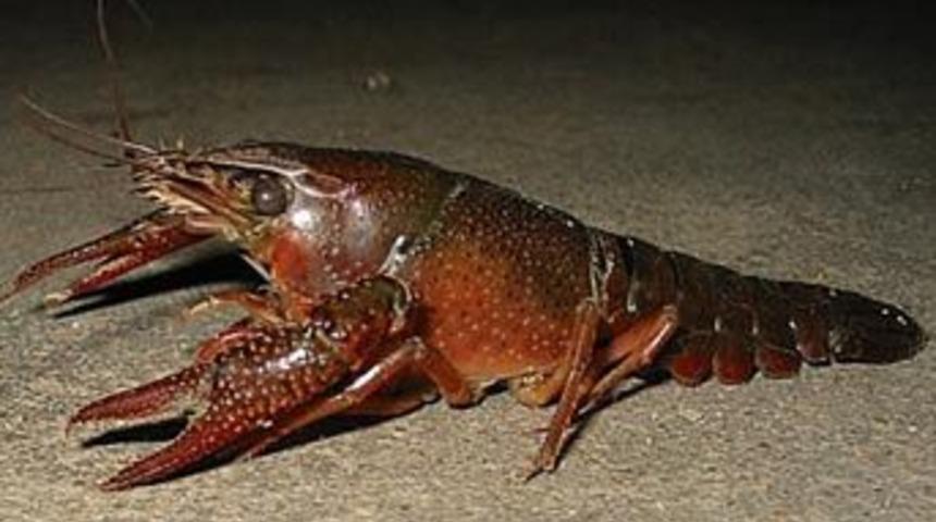 Bu yıl Kerevit piyasası T&uuml;rkiye ve &Ccedil;in'e kaldı