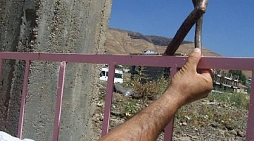 İnsana benzeyen meşe ağacı 
